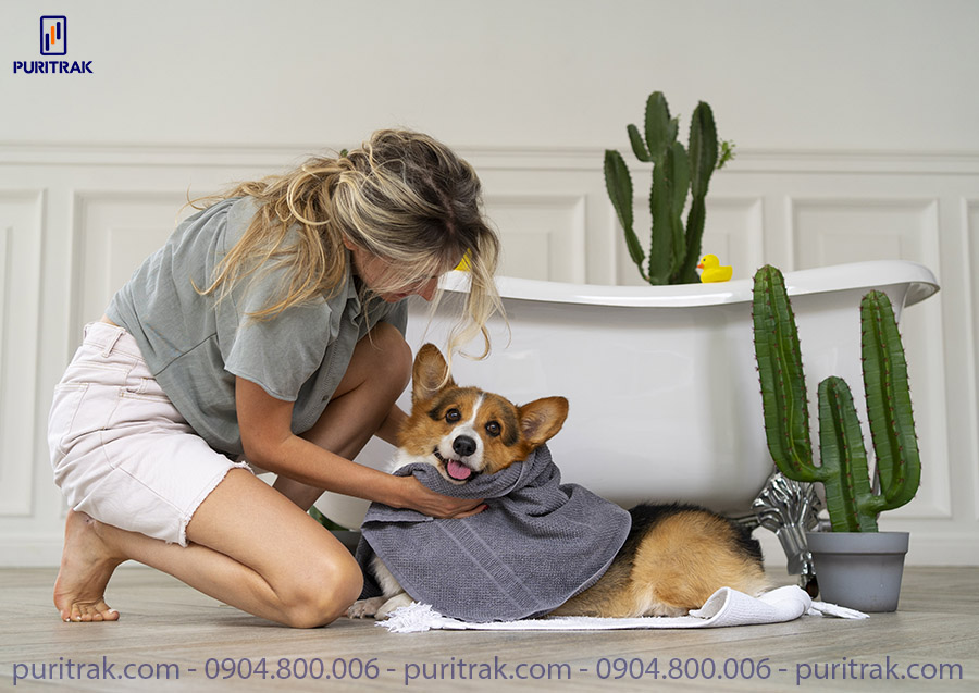 Clean your pet regularly to ensure that hair and odor do not pollute the air